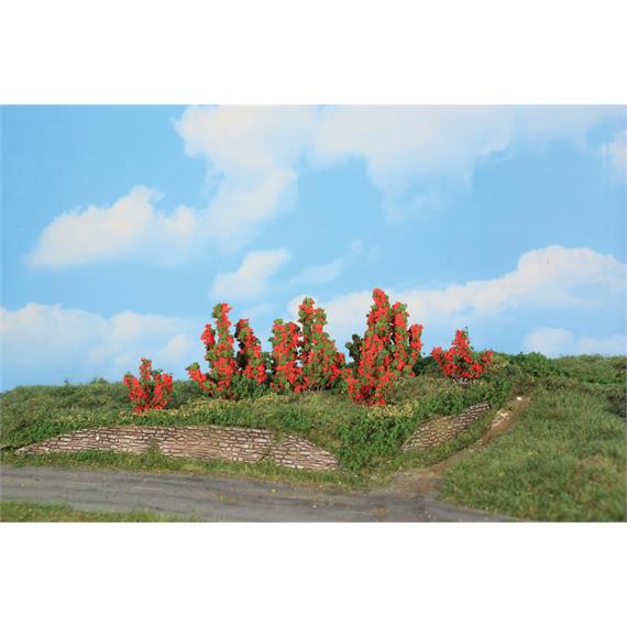 HEKI 11801 6 Rosensträucher, 3 - 6 cm