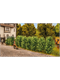 Noch 21547 Thuja-Hecke