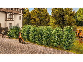 Noch 21547 Thuja-Hecke